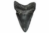 Fossil Megalodon Tooth - South Carolina #341475-1